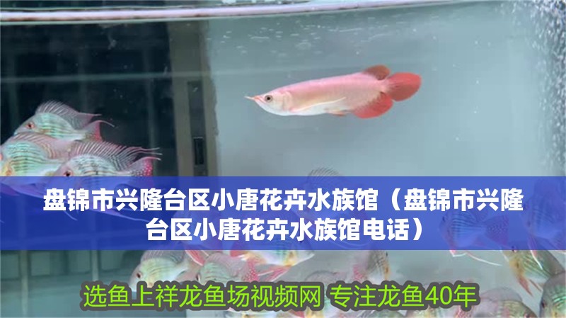 盤錦市興隆臺區小唐花卉水族館（盤錦市興隆臺區小唐花卉水族館電話）