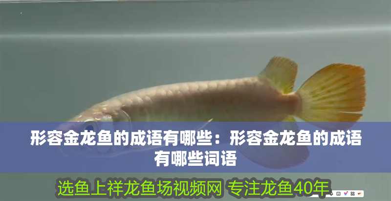 形容金龍魚的成語有哪些：形容金龍魚的成語有哪些詞語