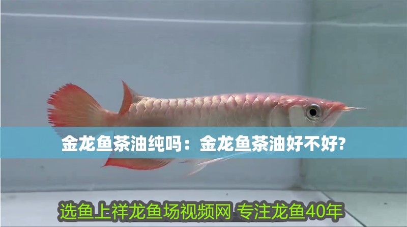 金龍魚茶油純嗎：金龍魚茶油好不好?
