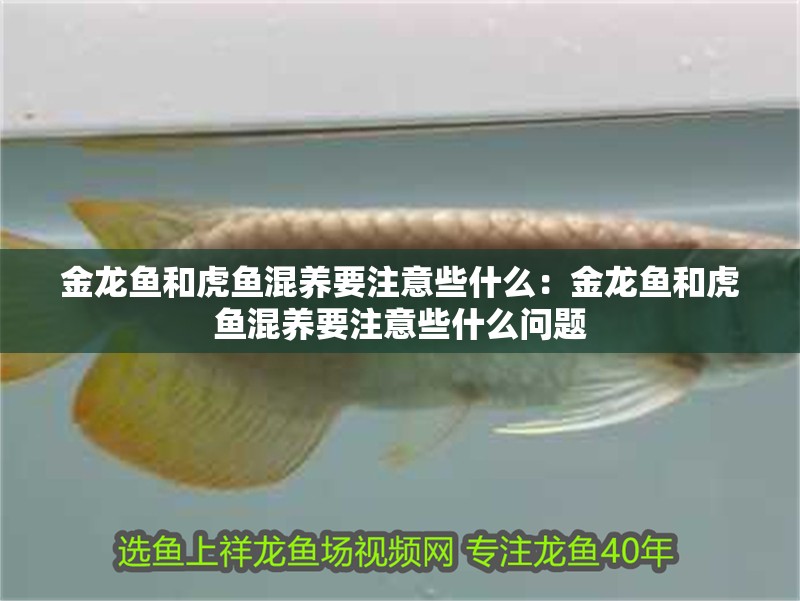 金龍魚和虎魚混養要注意些什么：金龍魚和虎魚混養要注意些什么問題