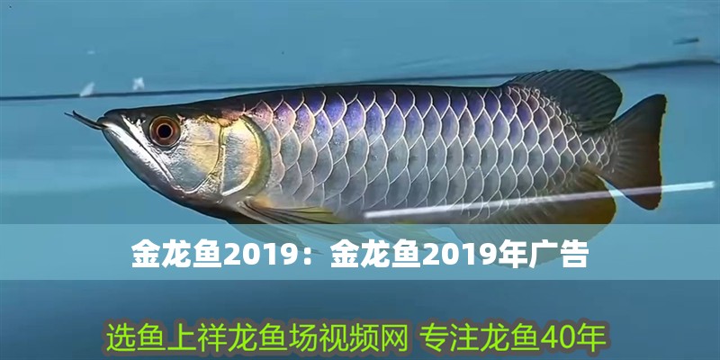 金龍魚2019：金龍魚2019年廣告