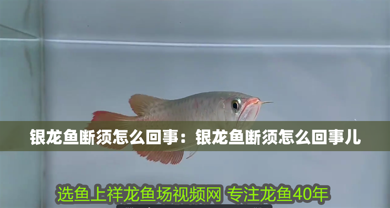銀龍魚斷須怎么回事：銀龍魚斷須怎么回事兒