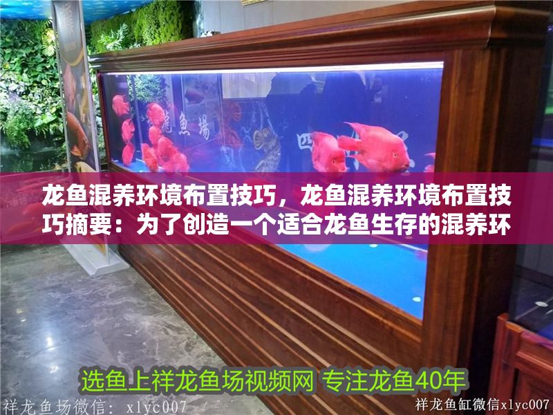 龍魚混養(yǎng)環(huán)境布置技巧，龍魚混養(yǎng)環(huán)境布置技巧摘要：為了創(chuàng)造一個(gè)適合龍魚生存的混養(yǎng)環(huán)境
