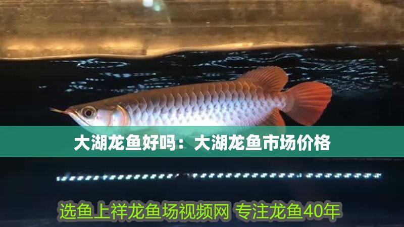 大湖龍魚好嗎：大湖龍魚市場價格 大湖龍魚好嗎：大湖龍魚市場價格 大湖紅龍魚百科 第2張