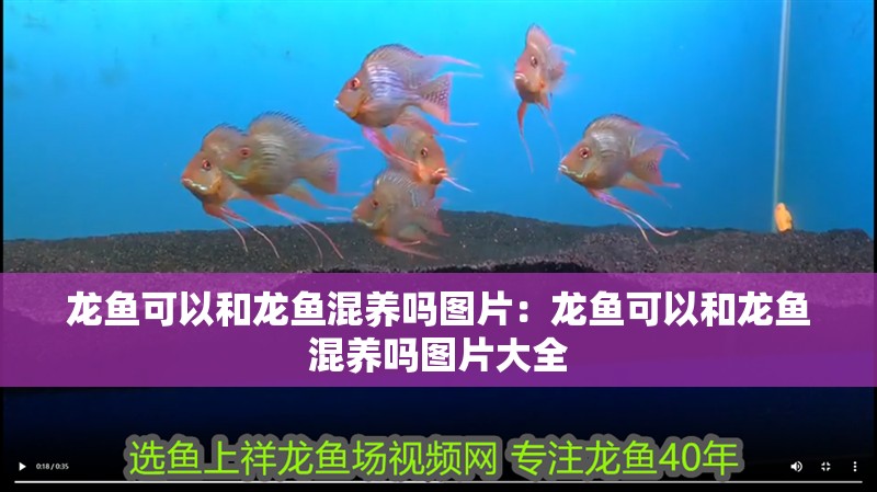 龍魚可以和龍魚混養嗎圖片：龍魚可以和龍魚混養嗎圖片大全