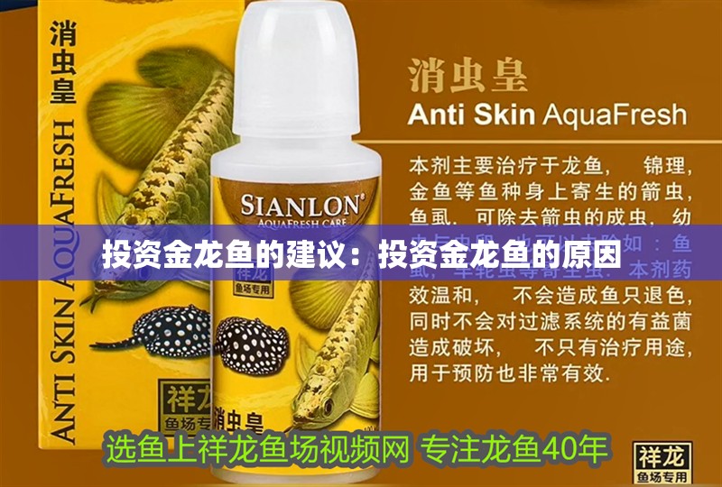 投資金龍魚的建議：投資金龍魚的原因