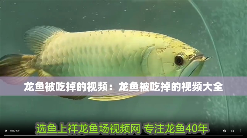 龍魚被吃掉的視頻：龍魚被吃掉的視頻大全
