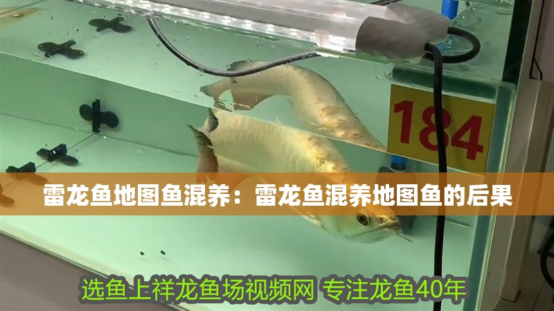 雷龍魚地圖魚混養：雷龍魚混養地圖魚的后果