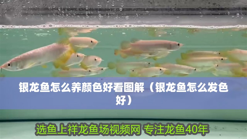 銀龍魚怎么養(yǎng)顏色好看圖解（銀龍魚怎么發(fā)色好）