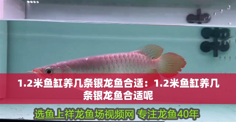 1.2米魚缸養(yǎng)幾條銀龍魚合適：1.2米魚缸養(yǎng)幾條銀龍魚合適呢