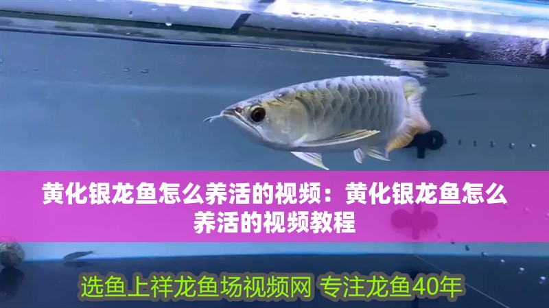 黃化銀龍魚怎么養(yǎng)活的視頻：黃化銀龍魚怎么養(yǎng)活的視頻教程