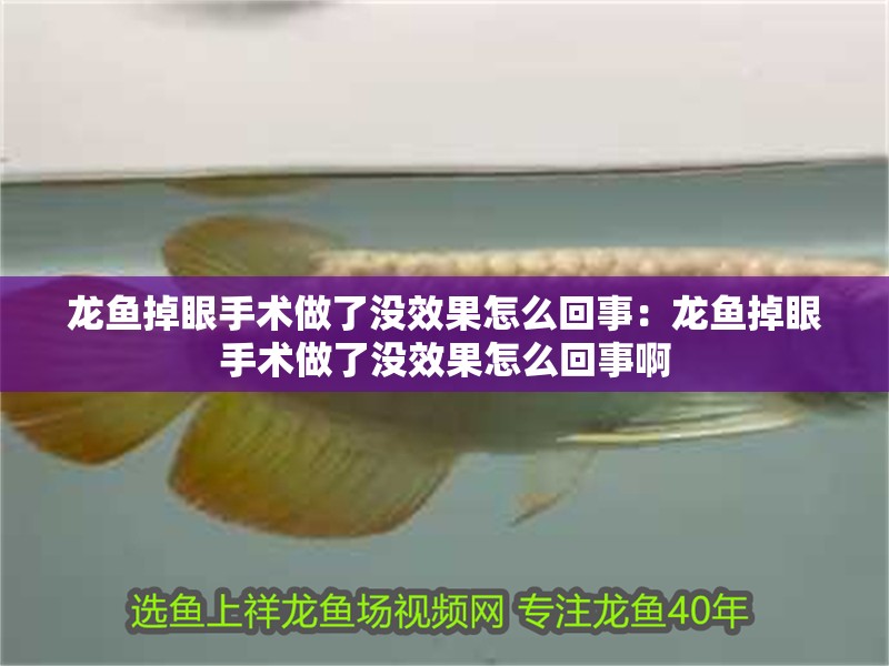 龍魚掉眼手術做了沒效果怎么回事：龍魚掉眼手術做了沒效果怎么回事啊