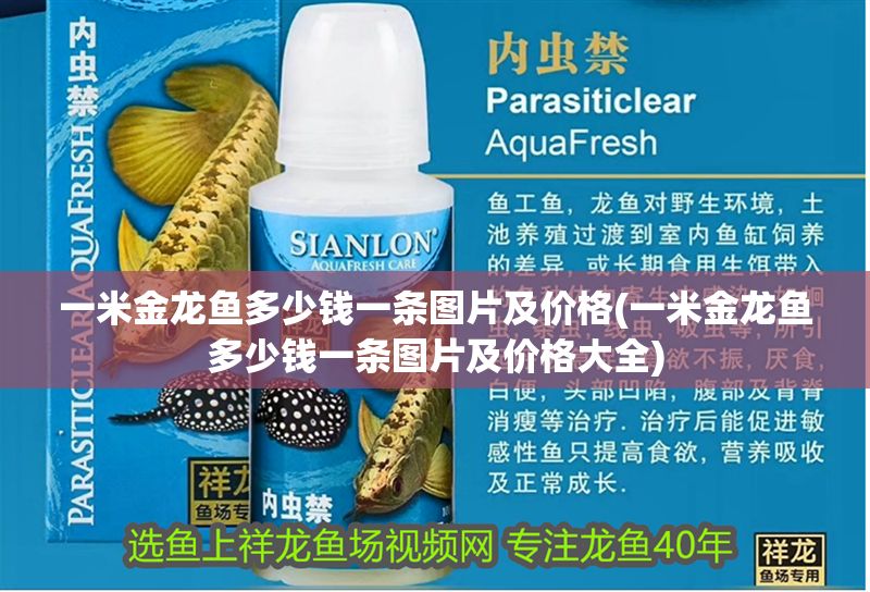 一米金龍魚(yú)多少錢(qián)一條圖片及價(jià)格(一米金龍魚(yú)多少錢(qián)一條圖片及價(jià)格大全)