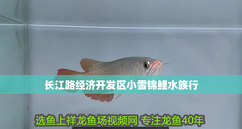 長江路經濟開發區小雪錦鯉水族行