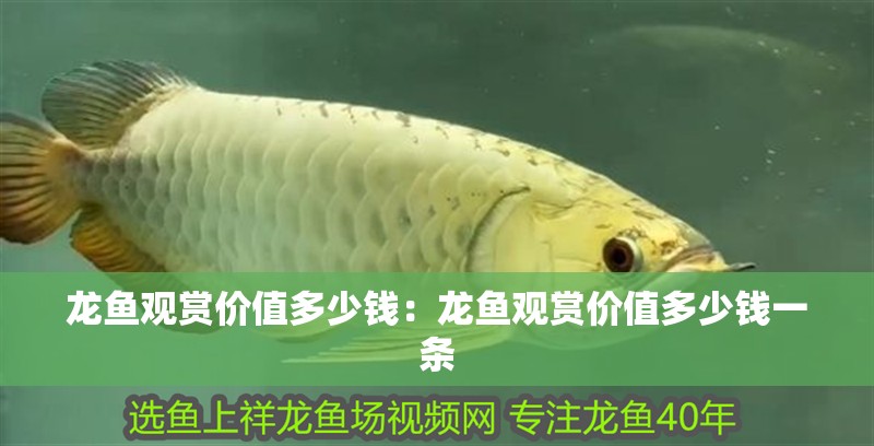 龍魚觀賞價(jià)值多少錢：龍魚觀賞價(jià)值多少錢一條