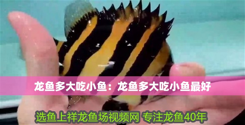 龍魚多大吃小魚：龍魚多大吃小魚最好