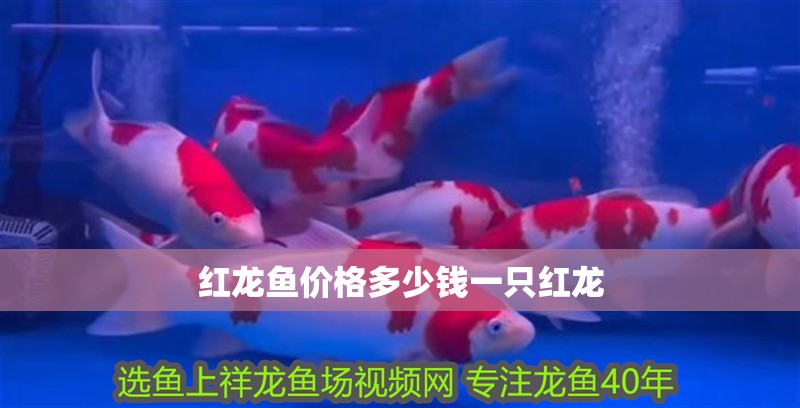 紅龍魚價格多少錢一只紅龍