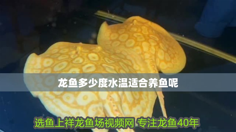 龍魚多少度水溫適合養(yǎng)魚呢