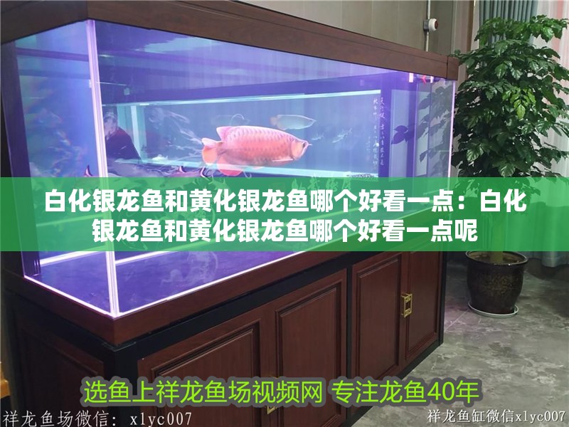 白化銀龍魚和黃化銀龍魚哪個(gè)好看一點(diǎn)：白化銀龍魚和黃化銀龍魚哪個(gè)好看一點(diǎn)呢