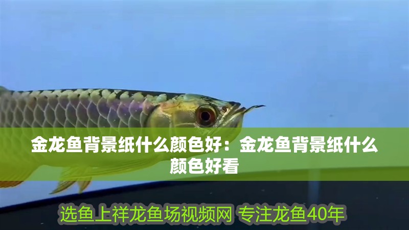 金龍魚背景紙什么顏色好：金龍魚背景紙什么顏色好看