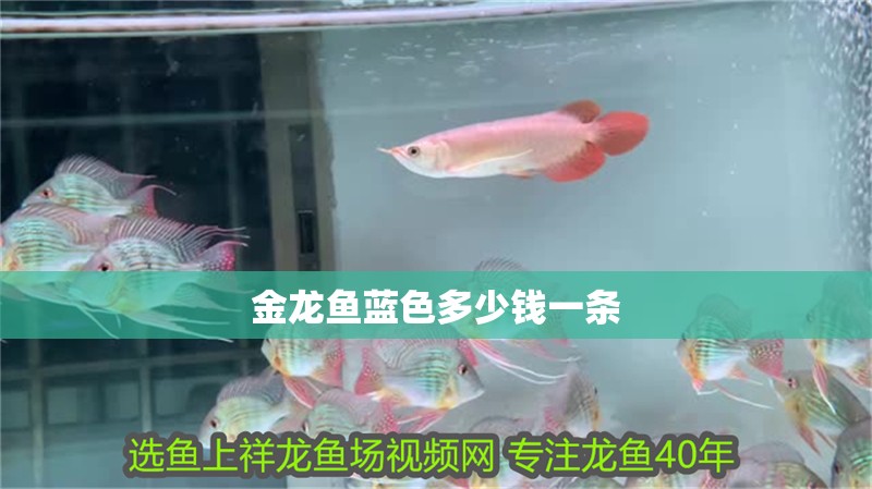金龍魚藍色多少錢一條