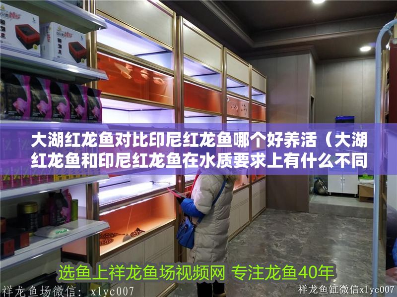 大湖紅龍魚對比印尼紅龍魚哪個好養(yǎng)活（大湖紅龍魚和印尼紅龍魚在水質(zhì)要求上有什么不同）