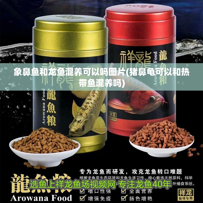 象鼻魚和龍魚混養(yǎng)可以嗎圖片(豬鼻龜可以和熱帶魚混養(yǎng)嗎)