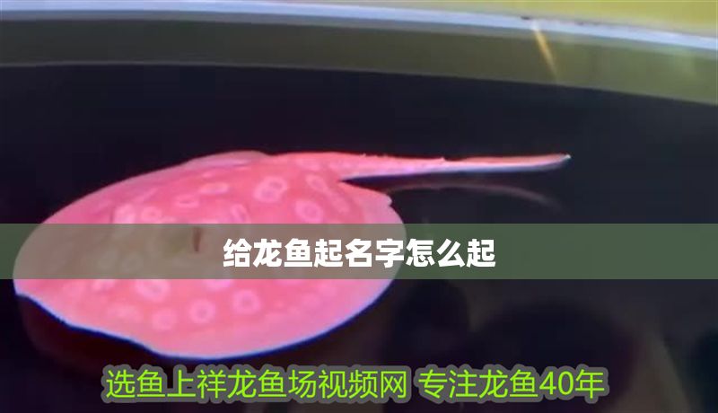 給龍魚(yú)起名字怎么起 給龍魚(yú)起名字怎么起 龍魚(yú)百科 第1張