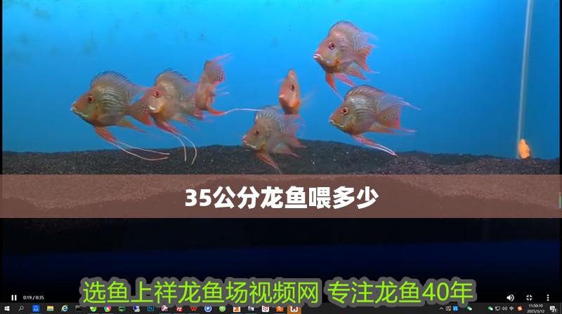 35公分龍魚喂多少