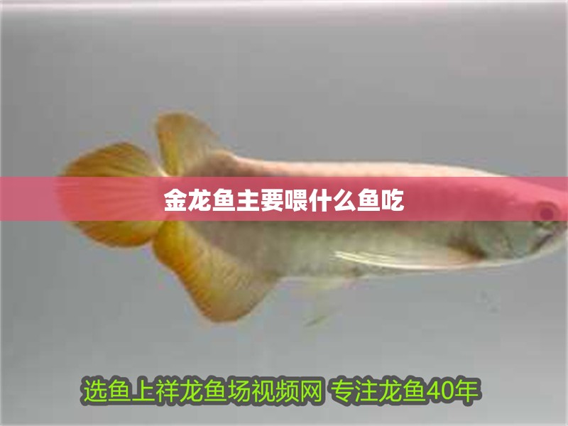 金龍魚主要喂什么魚吃