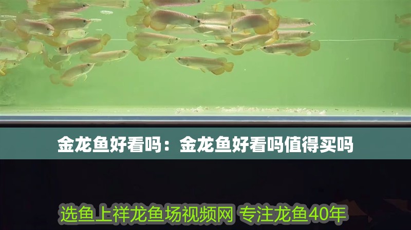 金龍魚(yú)好看嗎：金龍魚(yú)好看嗎值得買(mǎi)嗎