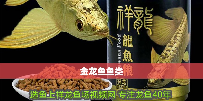 金龍魚魚類