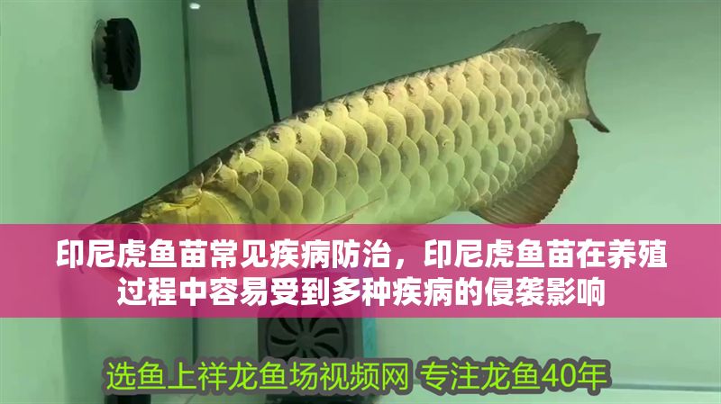 印尼虎魚苗常見疾病防治，印尼虎魚苗在養殖過程中容易受到多種疾病的侵襲影響
