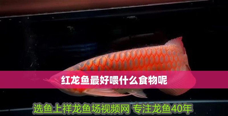 紅龍魚最好喂什么食物呢