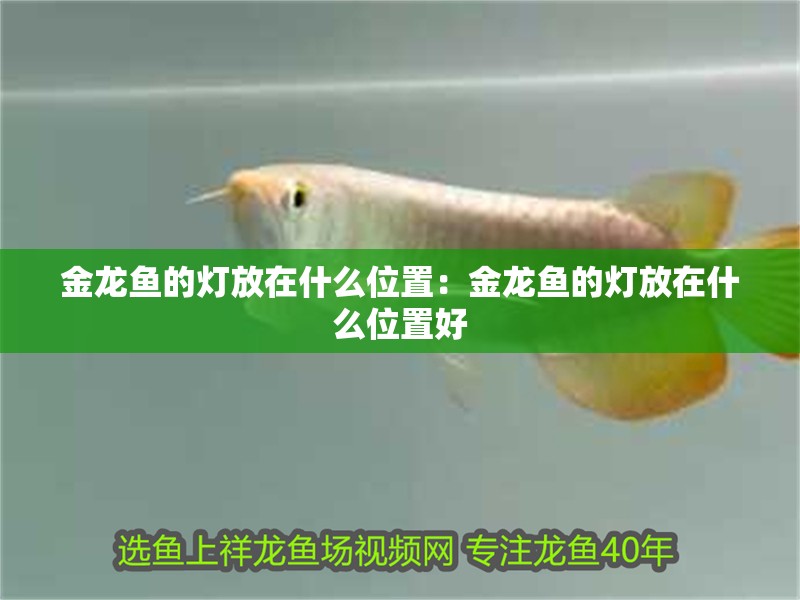 金龍魚的燈放在什么位置：金龍魚的燈放在什么位置好