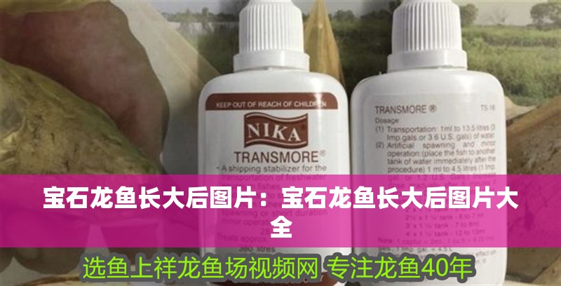 寶石龍魚長(zhǎng)大后圖片：寶石龍魚長(zhǎng)大后圖片大全