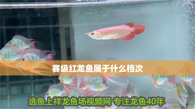賽級(jí)紅龍魚(yú)屬于什么檔次 龍魚(yú)百科 第6張 賽級(jí)紅龍魚(yú)屬于什么檔次 賽級(jí)紅龍魚(yú)屬于什么檔次 龍魚(yú)百科 第6張