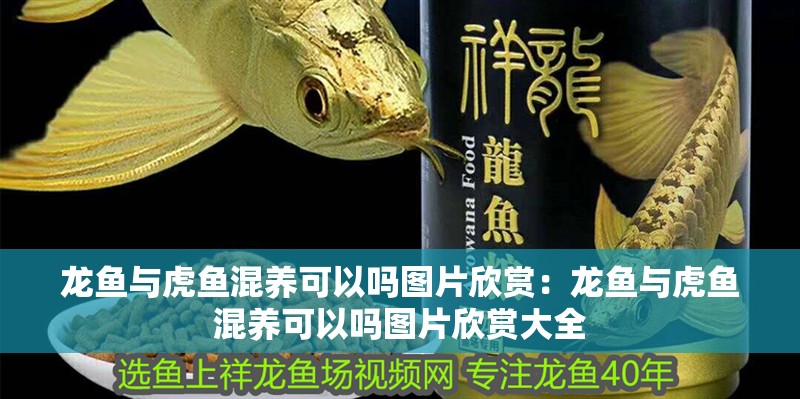 龍魚與虎魚混養可以嗎圖片欣賞：龍魚與虎魚混養可以嗎圖片欣賞大全