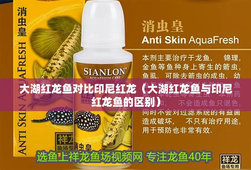 大湖紅龍魚(yú)對(duì)比印尼紅龍（大湖紅龍魚(yú)與印尼紅龍魚(yú)的區(qū)別）