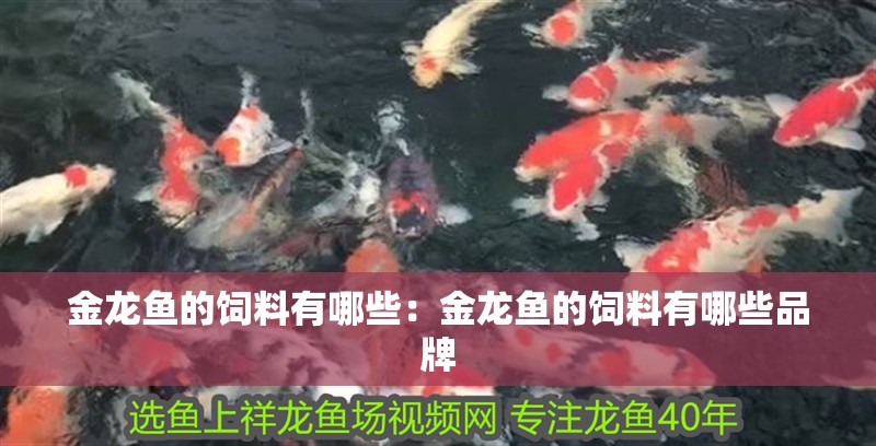 金龍魚的飼料有哪些：金龍魚的飼料有哪些品牌