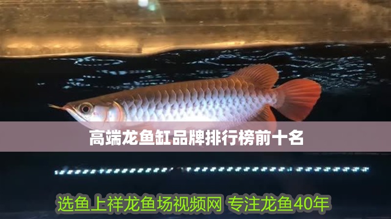 高端龍魚缸品牌排行榜前十名