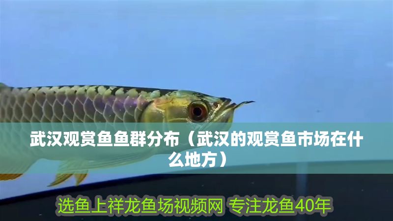 武漢觀賞魚魚群分布（武漢的觀賞魚市場在什么地方）