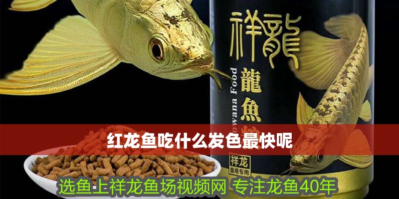 紅龍魚吃什么發色最快呢