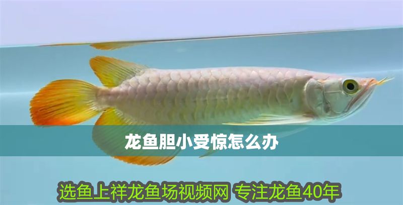 龍魚膽小受驚怎么辦