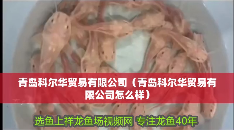 青島科爾華貿(mào)易有限公司（青島科爾華貿(mào)易有限公司怎么樣）