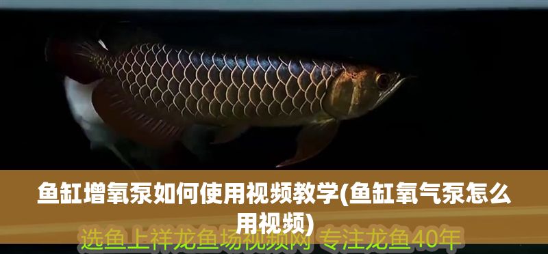 魚缸增氧泵如何使用視頻教學(魚缸氧氣泵怎么用視頻)