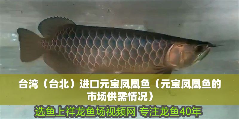 臺灣（臺北）進口元寶鳳凰魚（元寶鳳凰魚的市場供需情況）
