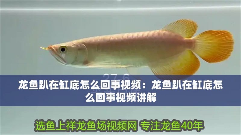 龍魚趴在缸底怎么回事視頻：龍魚趴在缸底怎么回事視頻講解