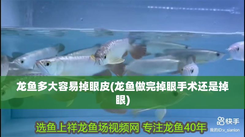 龍魚多大容易掉眼皮(龍魚做完掉眼手術還是掉眼)
