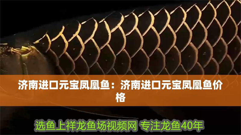 濟南進口元寶鳳凰魚：濟南進口元寶鳳凰魚價格 濟南進口元寶鳳凰魚：濟南進口元寶鳳凰魚價格 元寶鳳凰魚百科 第1張